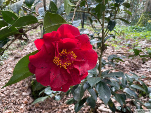 Camellia japonica Adeyaka  